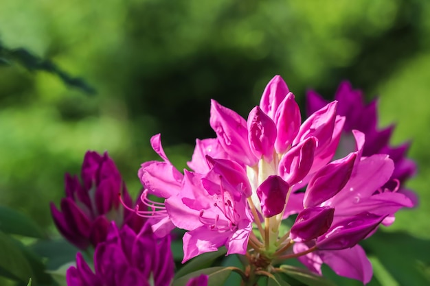 Roze Rhododendron bloemknop Florale achtergrond Botanische concept