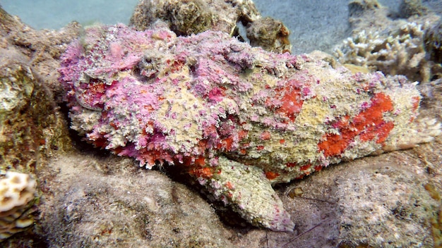 Roze rif steenvis (Synanceia verrucosa) in de Rode Zee, Eilat, Israël