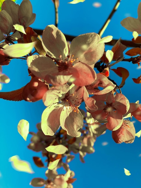 roze rode appel bloesem bloemen op boom natuur tuinieren bloemen op voorste blauwe hemelachtergrond