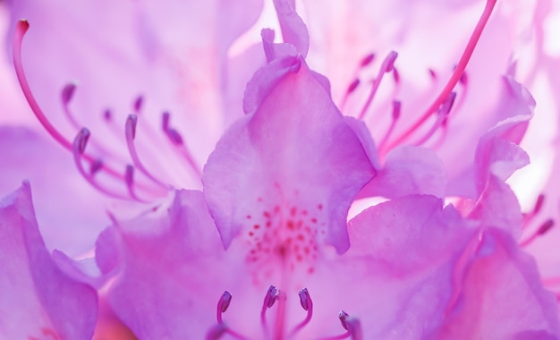 Roze rododendron bloemblaadjes Macro bloemen achtergrond voor vakantie merk design