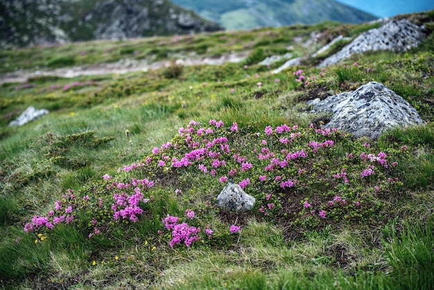 Roze rododendron bloemen groeien in bergen met rotsen natuur bloemen achtergrond