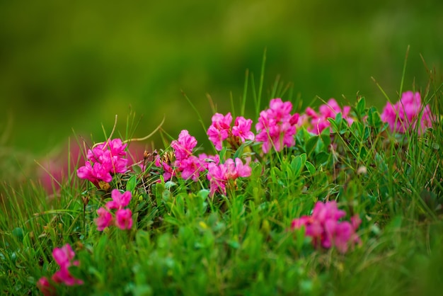 Roze rododendron bloemen groeien in bergen natuur bloemen achtergrond