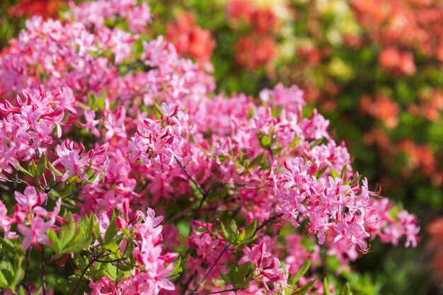 Roze rododendrons. Florale achtergrond met rododendrons. Bush van delicate bloemen van azalea of rododendron plant in een zonnige lentedag.