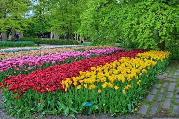 Roze rood wit gele tulpen in Keukenhof Park Lisse Holland