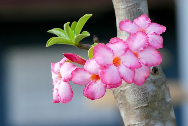 Roze roos Adenium, Desert Rose, bloembloesem in de tuin