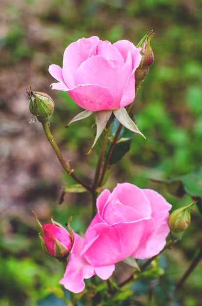 Roze roos bloeit in een tuin in de zomer