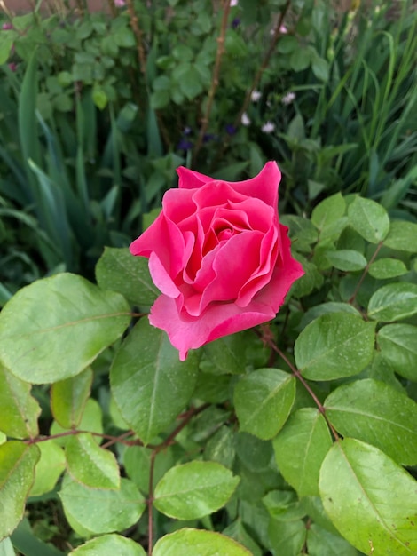 Roze roos bloem foto
