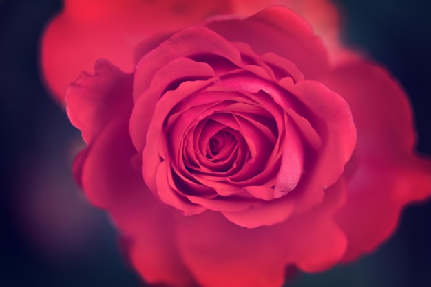 Roze roos bloem op zwarte achtergrond close-up