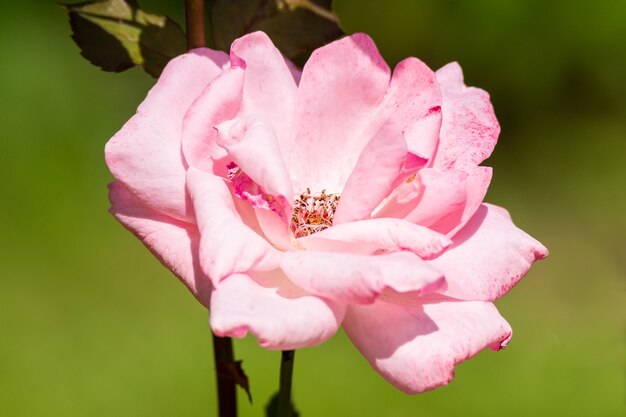Roze roos bloem