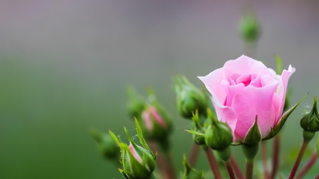 Roze roos Bonica met knoppen in de tuin Perfect voor achtergrond van wenskaarten