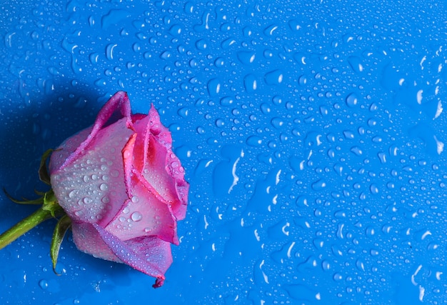 Roze roos bud op een blauwe ondergrond in druppels water. bovenaanzicht