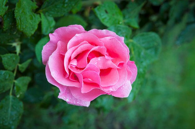 Roze roos close-up in de tuin en dauwdruppels