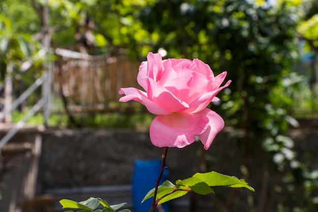 Roze roos close-up roos in de tuin