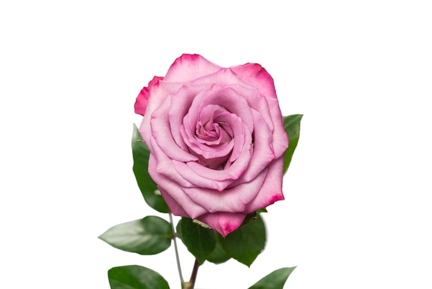 Roze roos geïsoleerd op een witte achtergrond.