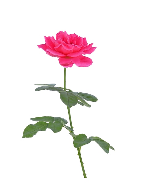 Roze roos geïsoleerd op wit oppervlak