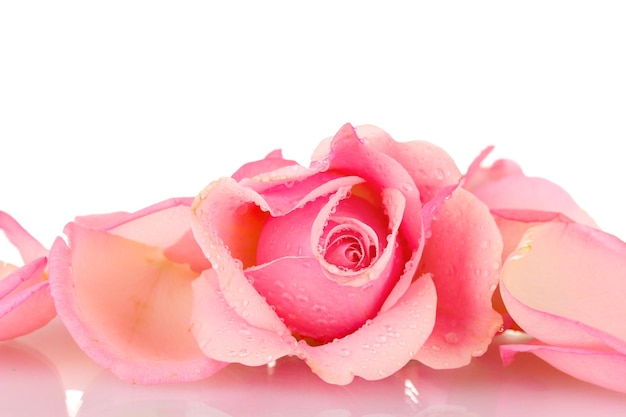 Roze roos geïsoleerd op wit