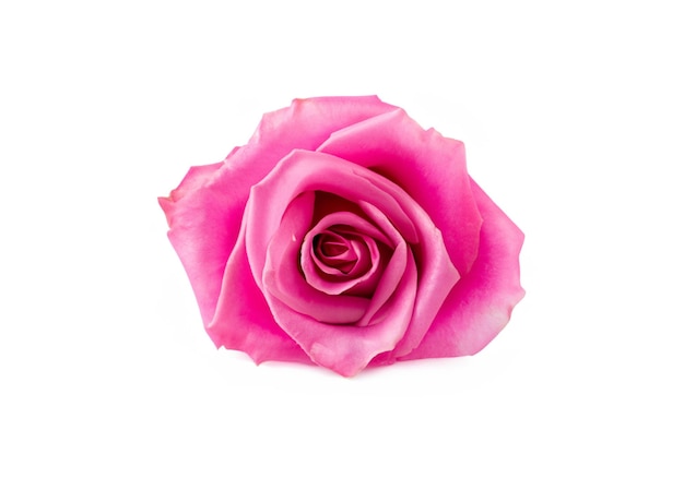 Roze roos geïsoleerd op wit
