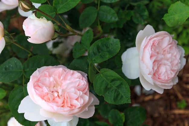 Roze roos gentle hermione in zomertuin zonnige dag