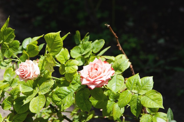 Roze roos in de stad