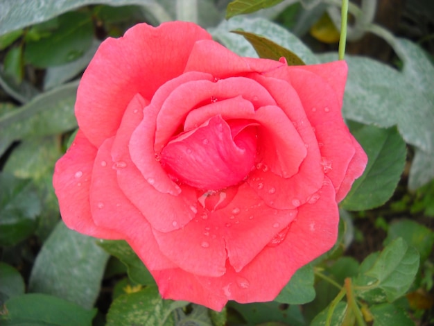 Roze roos in de tuin Goed geopende bloemblaadjes Kleur met een warme nuance Close-up van bovenaf