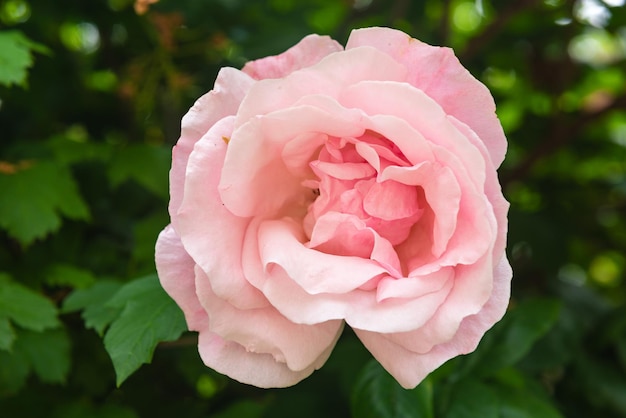 Roze roos in de tuin