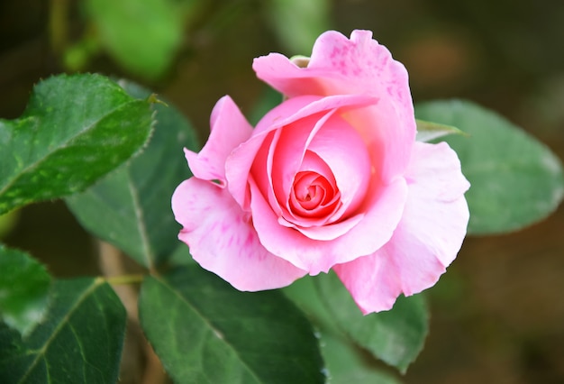 roze roos in de tuin