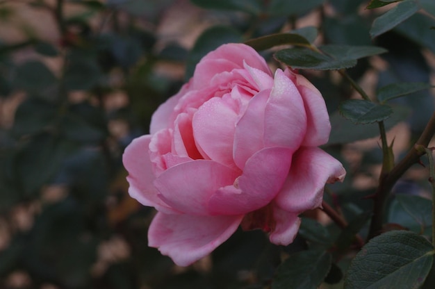 Roze roos in de tuin