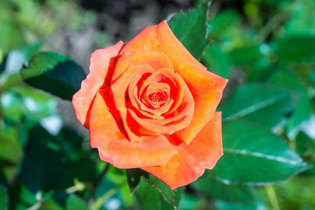 Roze roos in de tuin