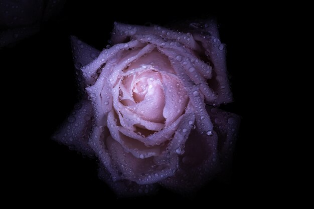 Roze roos in druppels water op een donkere achtergrond in een donker contrast spectaculair licht