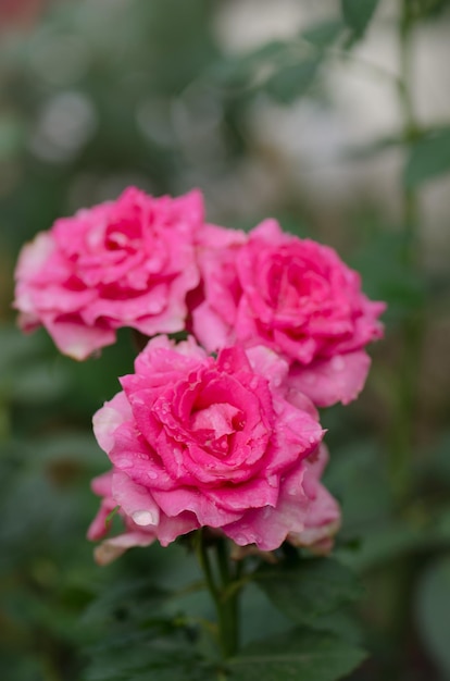 Roze roos in het veld Bloemen plant groeit in de tuin Bush van roze rozen Roze bloemen in de tuin