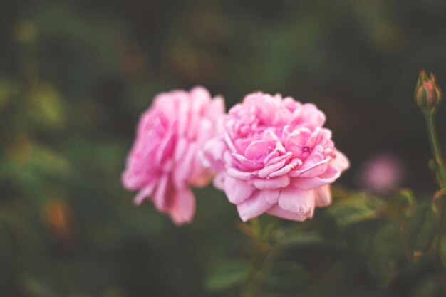 Roze roos in tuin heldere zonsondergang lichte bloemenachtergrond Selectieve aandacht