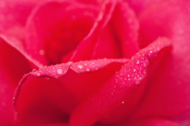 roze roos macro