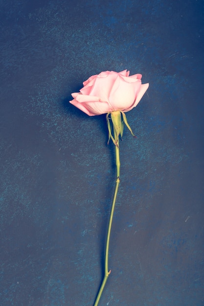 Roze roos op blauwe achtergrond