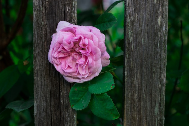 roze roos op een houten hek