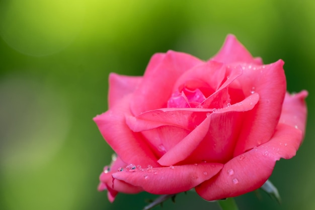 Roze roos op groene natuur wazige achtergrond