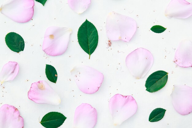 Roze roos op wit papier
