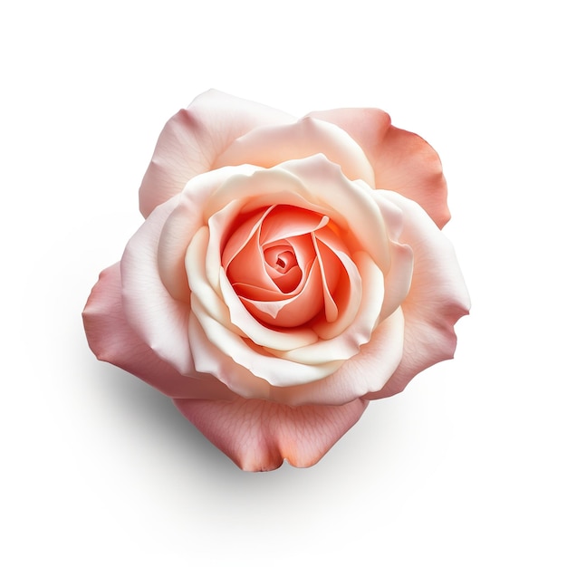 Roze roos op witte achtergrond geïsoleerd