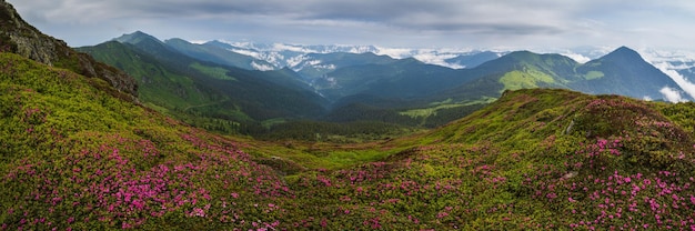 Roze roos rododendron bloemen op mistige en bewolkte ochtend zomer berghelling Marmaros Pip Ivan berg Karpaten Oekraïne