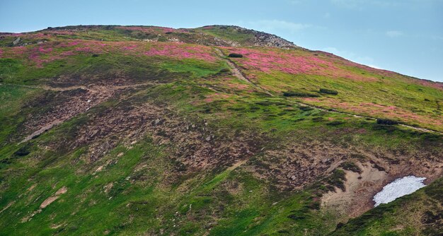 Roze roos rododendron bloemen op zomer berghelling