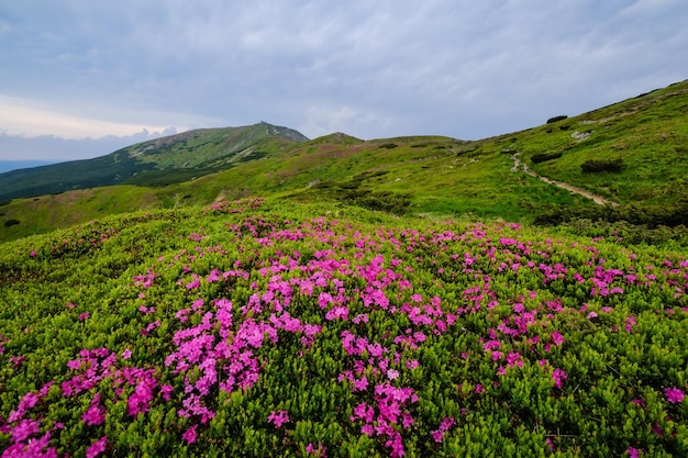 Roze roos rododendron bloemen op zomer berghelling