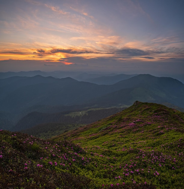 Roze roos rododendron bloemen op zomer zonsondergang berghelling