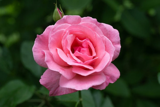 Roze roos van de variëteit Queen Elizabeth op een donkergroene achtergrond close-up. Bloemen kweken en verzorgen.