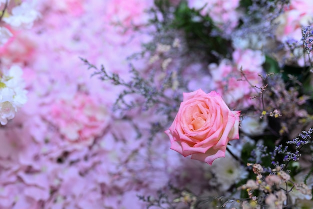 Roze roos voor achtergrond