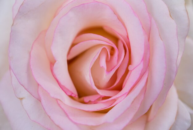 Roze roos