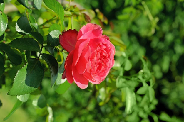 Roze roos