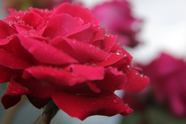 Roze roos