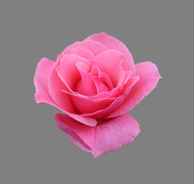 Roze roos