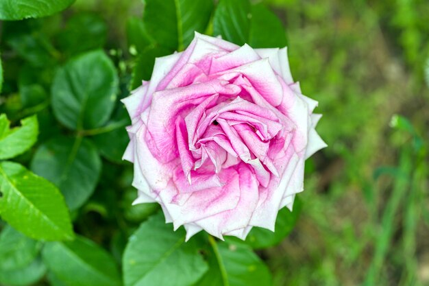 Roze roze bloem in bloei op onscherpe achtergrond