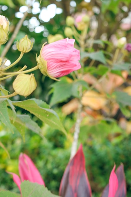 Roze roze bloem in de tuin