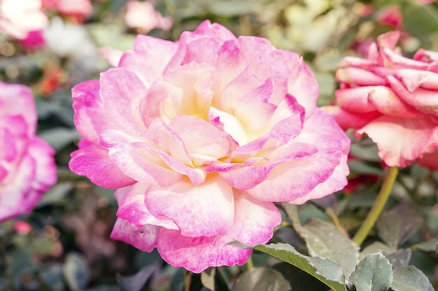 roze roze bloem in een tuin.